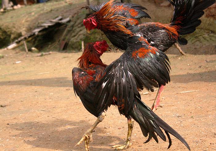 Memilih Ayam Aduan Di Sabung Ayam Online
